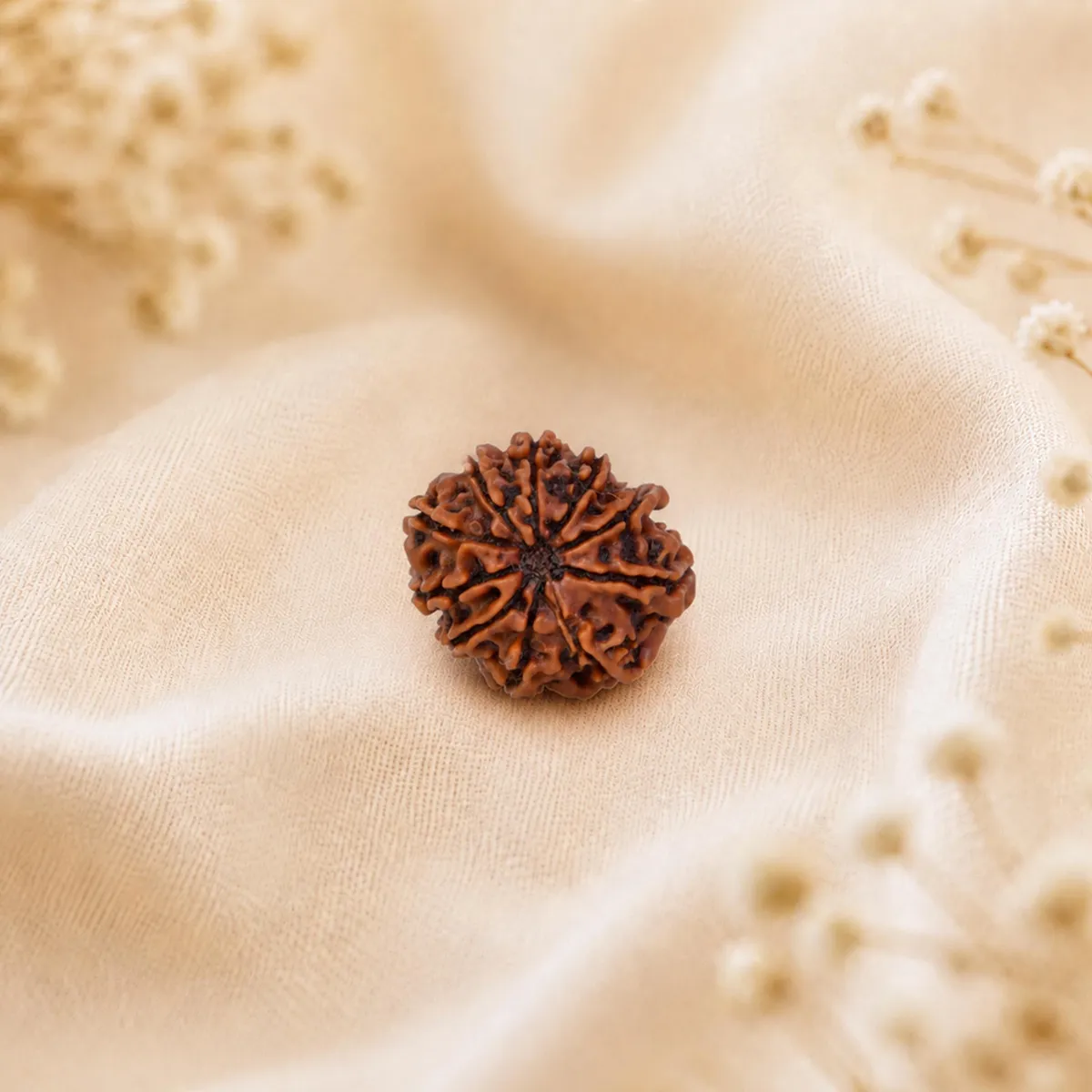 10 Mukhi Rudraksha